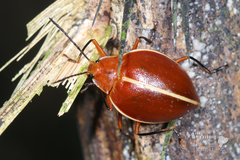 Ellipticus dorbignyi