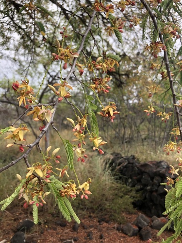 Tamarindus indica observed 2023-09-03