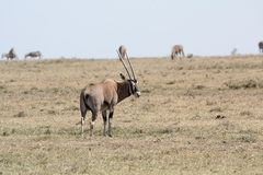 Oryx beisa