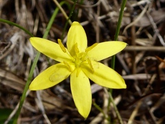 Hypoxis juncea