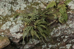 Asplenium × trudellii