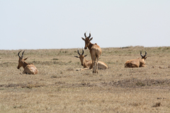 Alcelaphus buselaphus lelwel