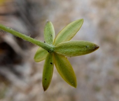 Hypoxis juncea