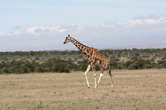 Giraffa camelopardalis reticulata