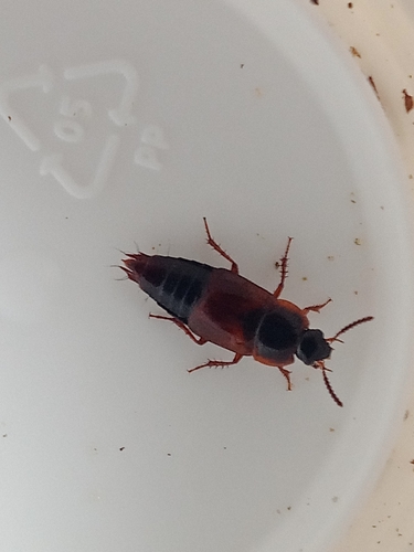 Tachinus proximus