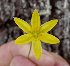 Hypoxis juncea