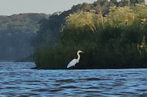 Great Egret photographed in Iowa