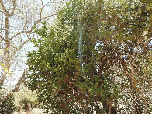 Euphorbia tortilis, photograph 2