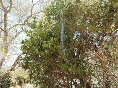 Euphorbia tortilis, photograph Hopeland, CC BY, iNaturalist via GBIF