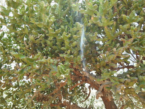 Euphorbia tortilis, photograph 3