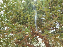 Euphorbia tortilis, photograph Hopeland, CC BY, iNaturalist via GBIF