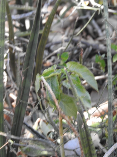 Jatropha maheshwarii Subr. & M.P.Nayar