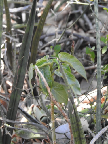 Jatropha maheshwarii Subr. & M.P.Nayar 2