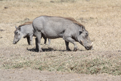 Phacochoerus africanus