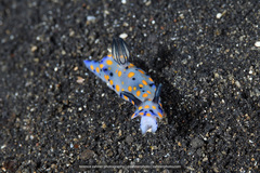 Hypselodoris confetti