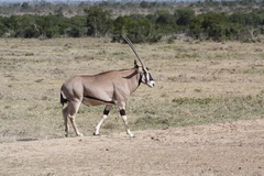 Oryx beisa