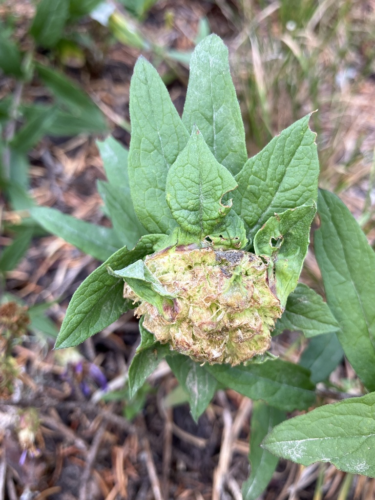 rhopalomyia-from-mt-hood-meadows-mount-hood-parkdale-or-us-on