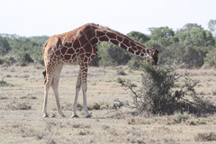 Giraffa camelopardalis reticulata