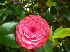 Camellia japonica