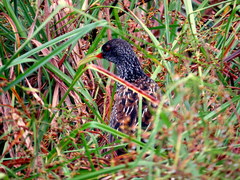 Pardirallus maculatus