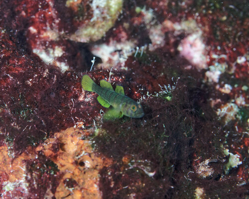 Priolepis, 2023-09-02