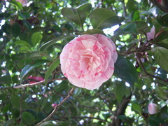 Camellia japonica