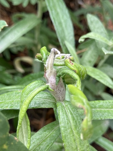 Trupanea californica · iNaturalist Canada