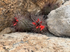 Cochemiea maritima