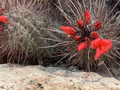 Cochemiea maritima, photograph (c) Stevie Steele, some rights reserved (CC BY)