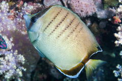 Assarius Butterflyfish photo 2