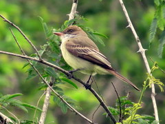 Swainson's Flycatcher photo 3
