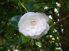 Camellia japonica