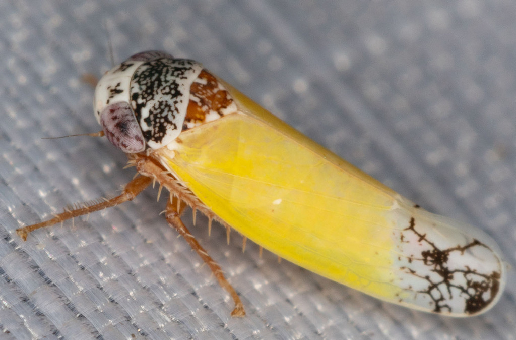 Norvellina bicolorata