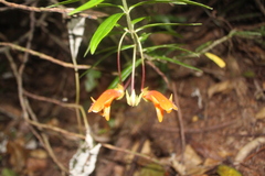 Columnea rubricaulis