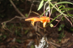 Columnea rubricaulis