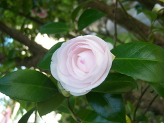 Camellia japonica
