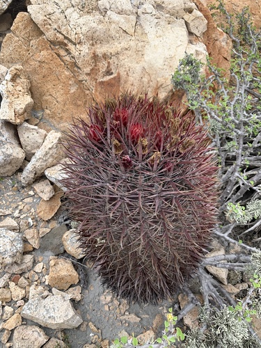 Ferocactus gracilis