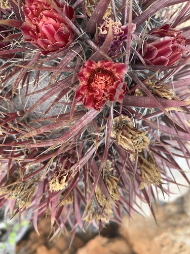 Ferocactus gracilis