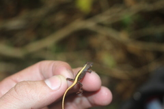 Anolis sminthus