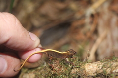 Anolis sminthus