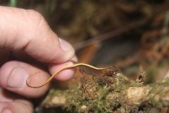 Anolis sminthus