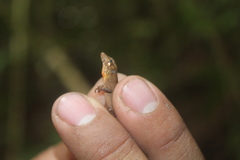 Anolis sminthus