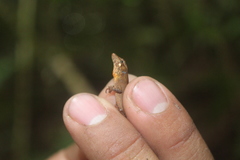 Anolis sminthus