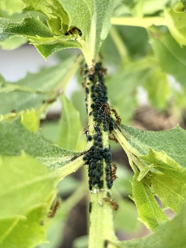 iNaturalist observation photo of Aphis