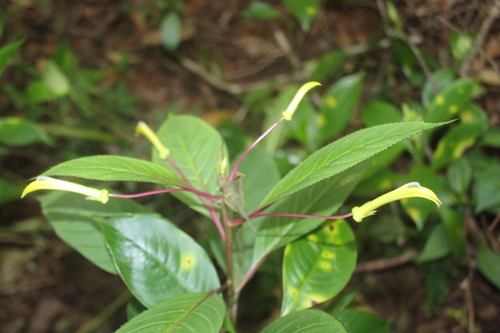 Lobelia parvidentata