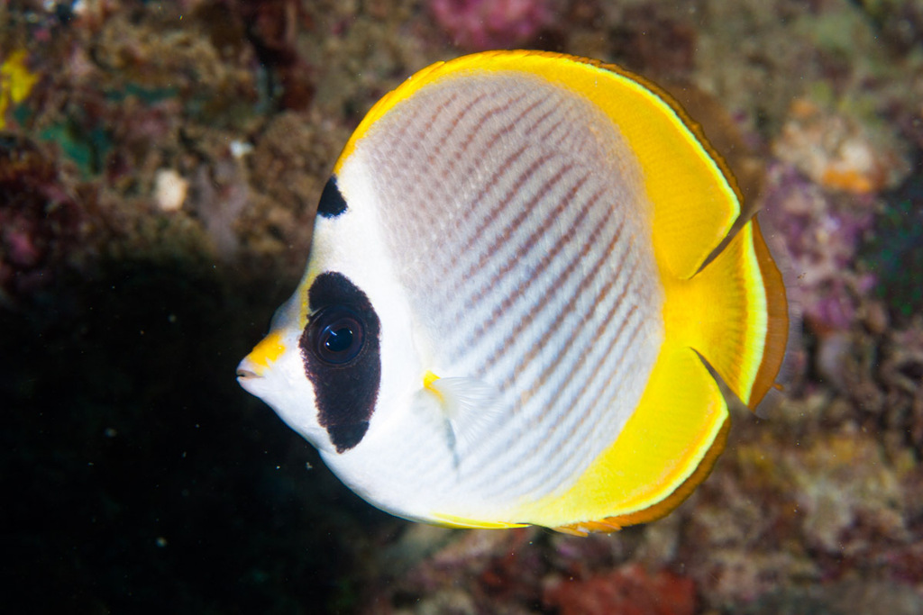 Panda Butterflyfish (Chaetodon adiergastos) - Marine Life Identification