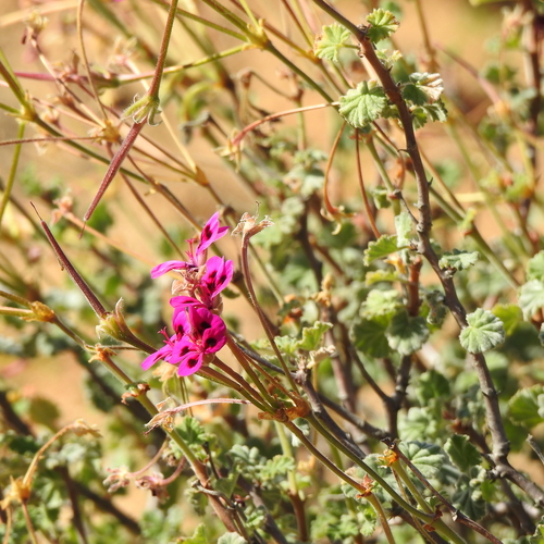 Image of Pelargonium magenteum by (c) Noeleen du Toit, some rights reserved (CC BY-SA)