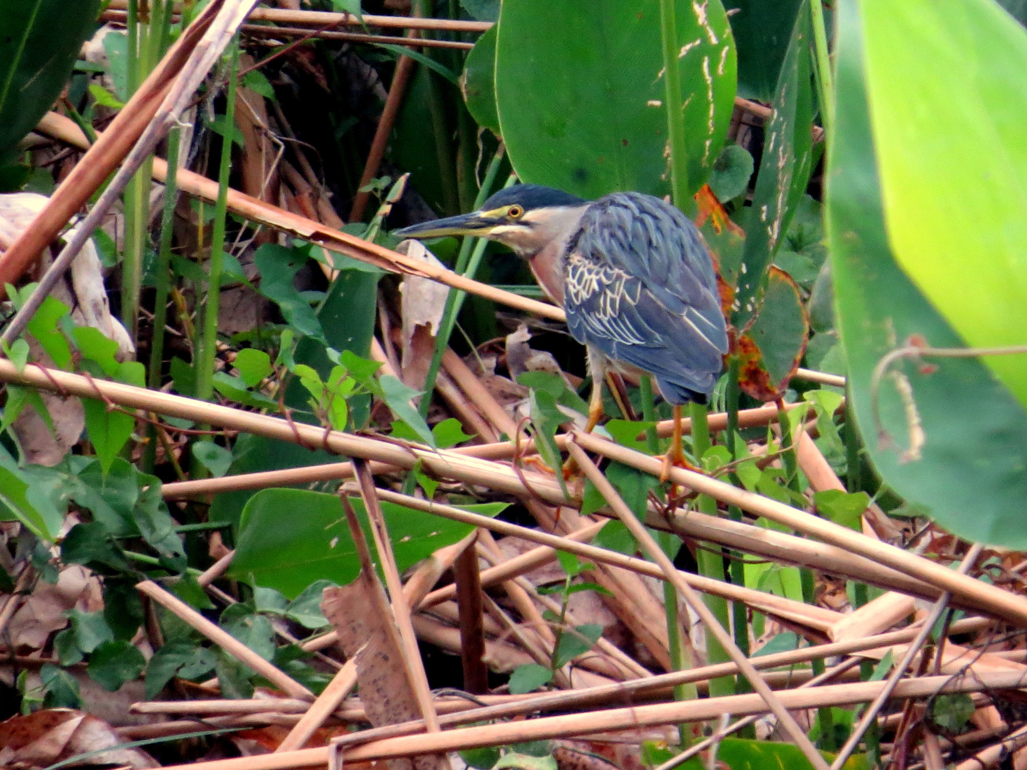 Striated Heron