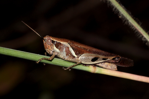 Exopropacris decipiens