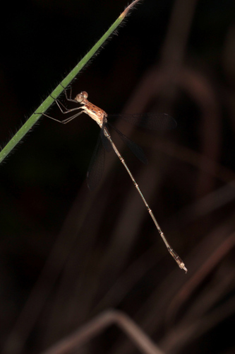 Pinhey's Spreadwing